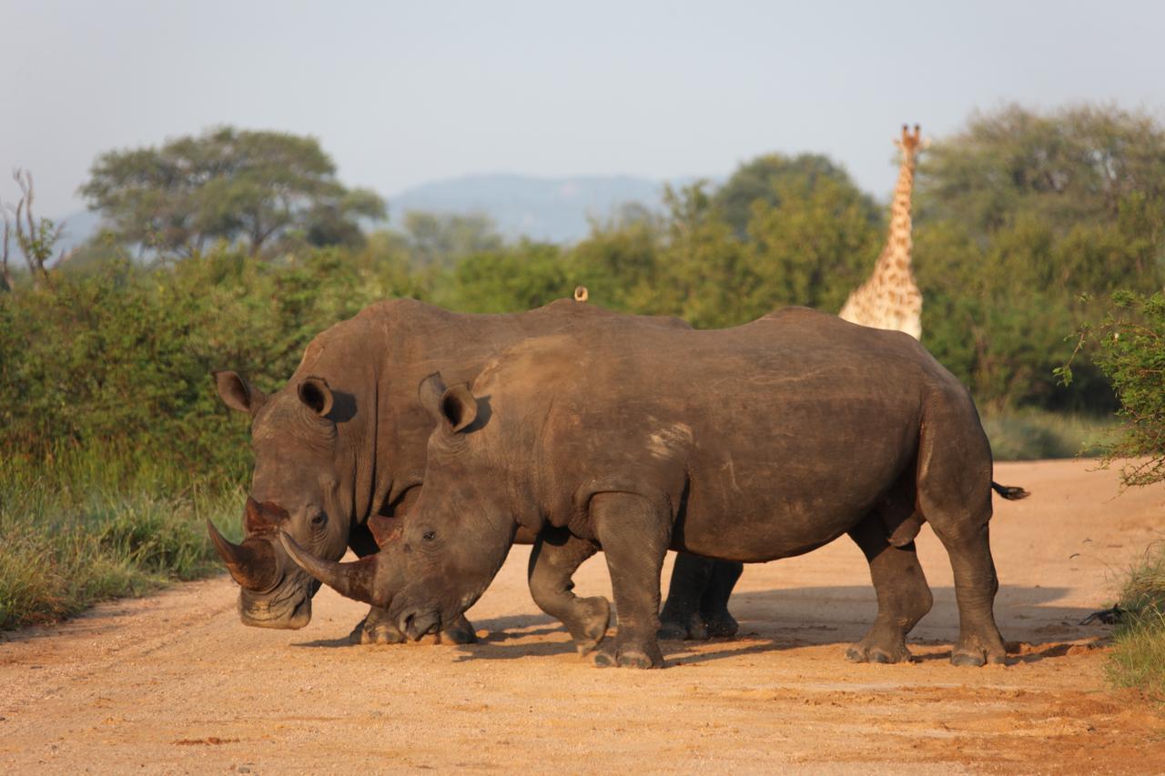 Rhino Ridge Safari Lodge KwaNompondo Экстерьер фото